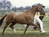 broodmare Dione (German Riding Pony, 1977, from Caid AA)