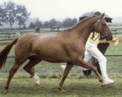 broodmare Dione (German Riding Pony, 1977, from Caid AA)