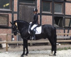 dressage horse Furioso 59 (unbekannt, 1994)