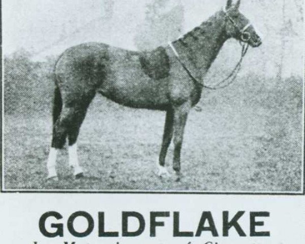 Zuchtstute Bwlch Goldflake (British Riding Pony, 1927, von Meteoric xx)