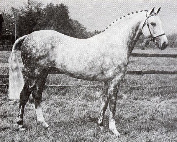 stallion Baron Valfern (British Riding Pony, 1965, from Bwlch Valentino)