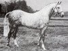 stallion Baron Valfern (British Riding Pony, 1965, from Bwlch Valentino)