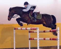 stallion Blue Star (German Riding Pony, 1990, from Black Boy)