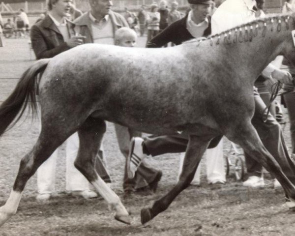 broodmare Olivia (German Riding Pony, 1977, from Orriel)