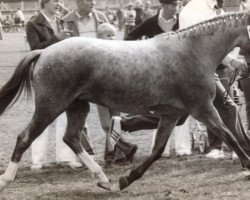 Zuchtstute Olivia (Deutsches Reitpony, 1977, von Orriel)