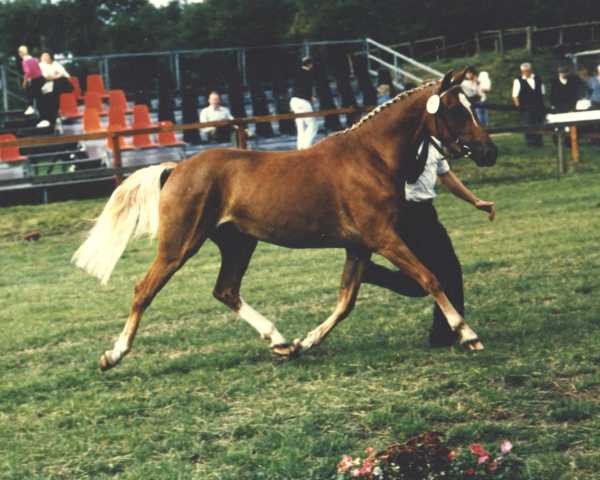 broodmare Tanja (German Riding Pony, 1986, from Rosedale Tiberius)