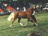 broodmare Tanja (German Riding Pony, 1986, from Rosedale Tiberius)