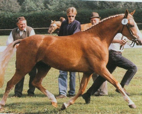 broodmare Desiree (German Riding Pony, 1993, from Domingo)