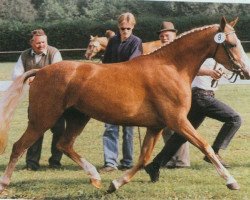 Zuchtstute Desiree (Deutsches Reitpony, 1993, von Domingo)