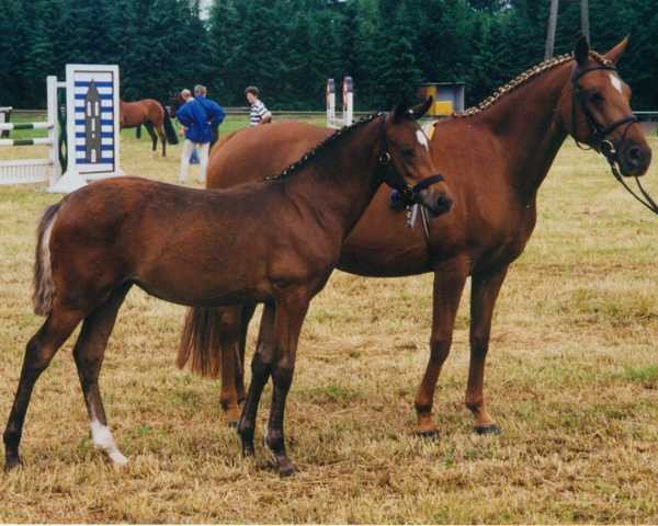 broodmare Nontesse (German Riding Pony, 1983, from Nils)