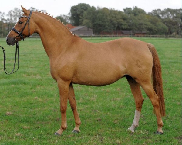 broodmare Delight (German Riding Pony, 2002, from FS Don't Worry)
