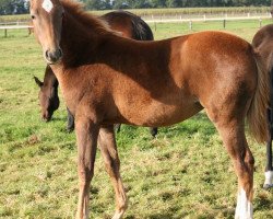 broodmare Perigueux's Papaya (German Sport Horse, 2012, from Perigueux)