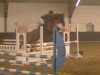 jumper Namur de Quidam (German Warmblood, 2008, from New Quidam)