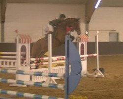 jumper Namur de Quidam (German Warmblood, 2008, from New Quidam)