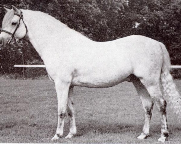 Deckhengst Coed Coch Berwynfa (Welsh Pony (Sek.B), 1951, von Tan-Y-Bwlch Berwyn)