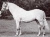 stallion Coed Coch Berwynfa (Welsh-Pony (Section B), 1951, from Tan-Y-Bwlch Berwyn)