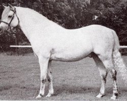 stallion Coed Coch Berwynfa (Welsh-Pony (Section B), 1951, from Tan-Y-Bwlch Berwyn)