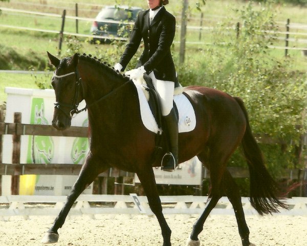 dressage horse Daily Dream (Rhinelander, 2008, from Dramatic)