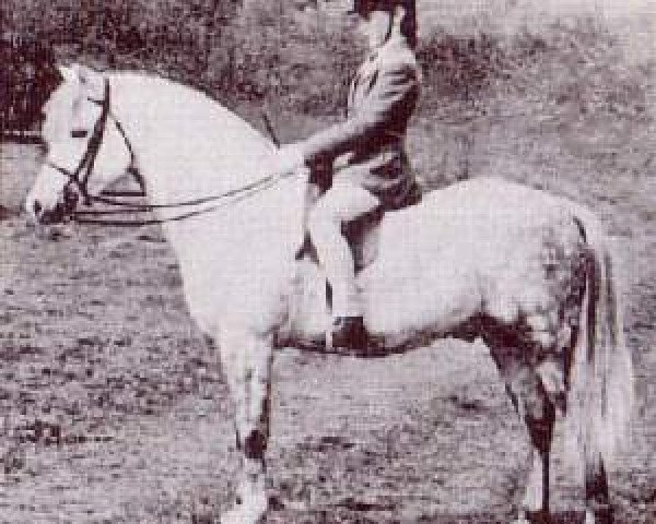 stallion Coed Coch Pedestr (Welsh-Pony (Section B), 1963, from Coed Coch Berwynfa)