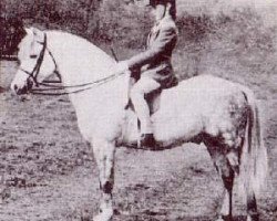 Deckhengst Coed Coch Pedestr (Welsh Pony (Sek.B), 1963, von Coed Coch Berwynfa)