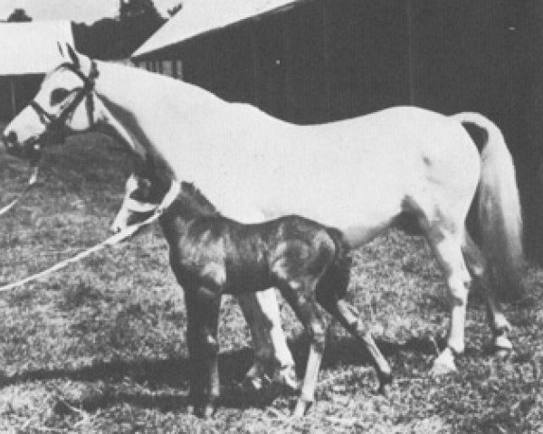 broodmare Vardra Charm (Welsh mountain pony (SEK.A), 1924, from Bleddfa Shooting Star)