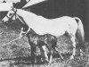 Zuchtstute Vardra Charm (Welsh Mountain Pony (Sek.A), 1924, von Bleddfa Shooting Star)