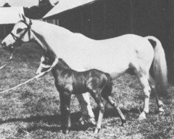 broodmare Vardra Charm (Welsh mountain pony (SEK.A), 1924, from Bleddfa Shooting Star)