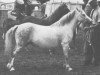 Zuchtstute Revel Choice (Welsh Mountain Pony (Sek.A), 1949, von Vardra Sunstar)