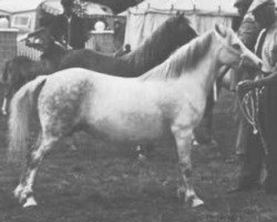 Zuchtstute Revel Choice (Welsh Mountain Pony (Sek.A), 1949, von Vardra Sunstar)