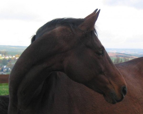 Zuchtstute Caprice-Patron S (Rheinländer, 1998, von Champus)