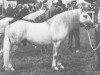 stallion Bowdler Brewer (Welsh mountain pony (SEK.A), 1949, from Bowdler Blue Boy)