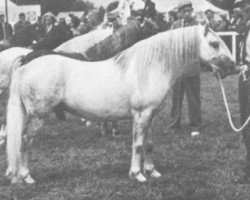 stallion Bowdler Brewer (Welsh mountain pony (SEK.A), 1949, from Bowdler Blue Boy)