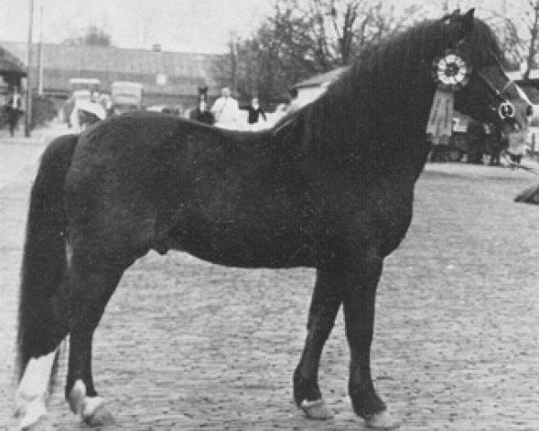 stallion Revel Tobias (Welsh mountain pony (SEK.A), 1959, from Revel Crusader)