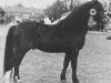 stallion Revel Tobias (Welsh mountain pony (SEK.A), 1959, from Revel Crusader)