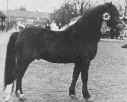 Deckhengst Revel Tobias (Welsh Mountain Pony (Sek.A), 1959, von Revel Crusader)