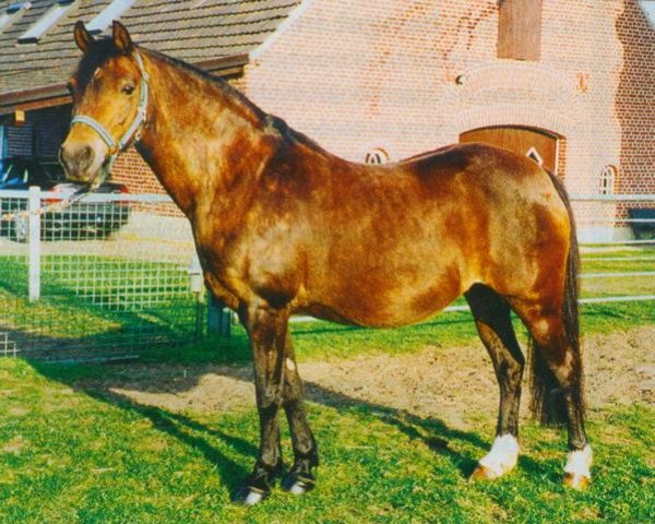 Zuchtstute Steehorst Love Bird (Welsh Pony (Sek.B), 1987, von Bronllwyn Cha-Cha)