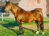 broodmare Steehorst Love Bird (Welsh-Pony (Section B), 1987, from Bronllwyn Cha-Cha)