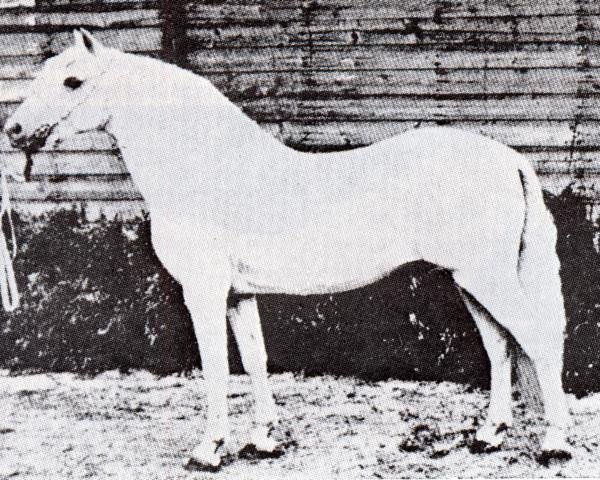 Deckhengst Tan-Y-Bwlch Berwyn (Welsh Pony (Sek.B), 1924, von Sahara ox)