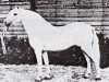 stallion Tan-Y-Bwlch Berwyn (Welsh-Pony (Section B), 1924, from Sahara ox)