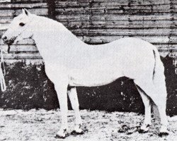 stallion Tan-Y-Bwlch Berwyn (Welsh-Pony (Section B), 1924, from Sahara ox)