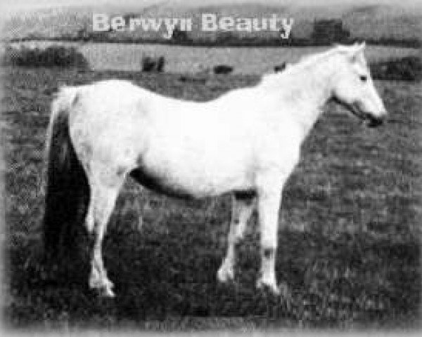 horse Berwyn Beauty (Welsh-Pony (Section B), 1942, from Tan-Y-Bwlch Berwyn)