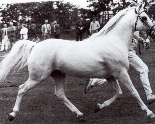 Deckhengst Bronllwyn Cha-Cha (Welsh Pony (Sek.B), 1972, von Criban Recorder)