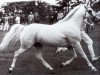 stallion Bronllwyn Cha-Cha (Welsh-Pony (Section B), 1972, from Criban Recorder)