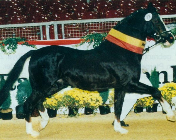 stallion Astral (Welsh-Pony (Section B), 1987, from Alvaro)