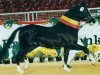 Deckhengst Astral (Welsh Pony (Sek.B), 1987, von Alvaro)