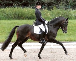 dressage horse Prometheus B (Welsh Mix, 2000, from Coelenhage's Purioso)