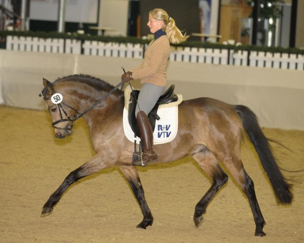 stallion Pythagoras B (German Riding Pony, 2004, from Prometheus B)