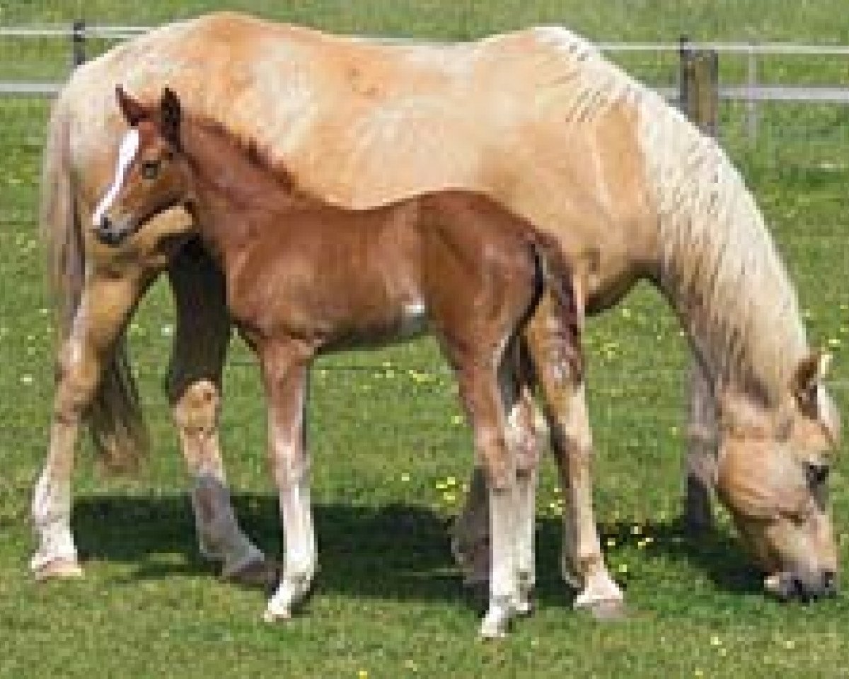Zuchtstute Gwenduline B (Deutsches Reitpony, 1994, von Golden Dancer)
