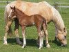 broodmare Gwenduline B (German Riding Pony, 1994, from Golden Dancer)