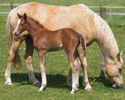 broodmare Gwenduline B (German Riding Pony, 1994, from Golden Dancer)